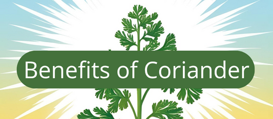 What Are The Benefits Of Coriander Essential Oil?