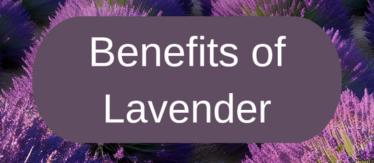 What Are The Benefits Of Lavender Essential Oil?