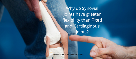 Why Do Synovial Joints Have Greater Flexibility Than Fixed and Cartilaginous Joints?